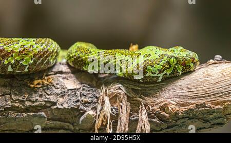 Nahaufnahme einer Mangshan Pit Viper (Protobotrops mangshanensis) Stockfoto