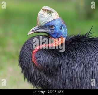 Nahaufnahme eines nördlichen Kassaschars (Casuarius unappendiculatus) Stockfoto