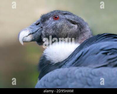 Nahaufnahme eines Andenkondors (Vultur gryphus) Stockfoto