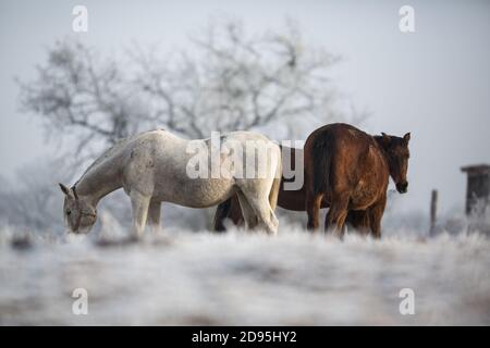 Wunderschöne Pferde im Winter auf Neuschnee Stockfoto