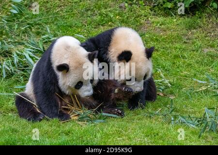 Junger Riesenpanda, der Bambus im Gras isst, Porträt Stockfoto