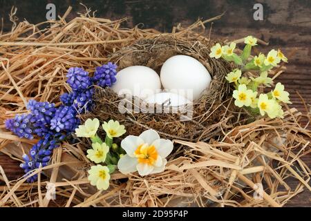 Symbol des Frühlings mit natürlichem Vogelnest, weißen Eiern, Primeln, Traubenhyazinthen & Narzissen Blumen auf rustikalem Holz. Erneuerungskonzept für den Frühling. Stockfoto