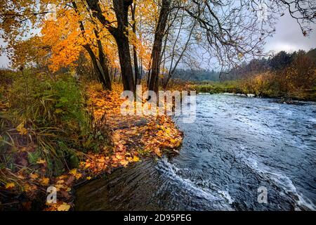 Herbst in Estland Stockfoto