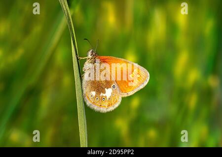 Kastanienheide (Coenonympha Glycerin) Stockfoto