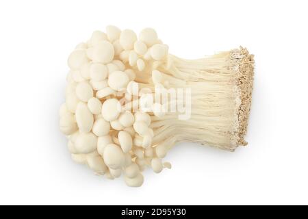 Enoki Pilz, Golden Nadel Pilz isoliert in weißem Hintergrund mit Clipping Pfad und volle Tiefenschärfe. Stockfoto