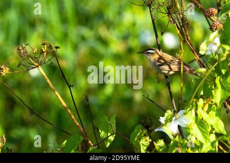 Ein Sedge Warbler oder Acrocephalus schoenobaenus gesehen bei Crantock in Cornwall Stockfoto