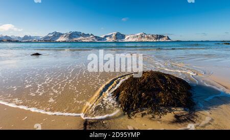 Der berühmte tropisch aussehende Sandstrand in der Nähe von Ramberg am Lofoten Inseln in Norwegen an klaren Wintertag mit schneebedeckten Berge und blauer Himmel Stockfoto