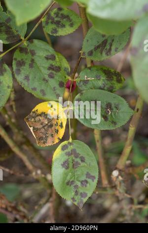Schwarzer Fleck (Diplocarpon rosae) nekrotische dunkle Flecken der Pilzkrankheit auf Blättern einer Gartenrose, Berkshire, Juli Stockfoto