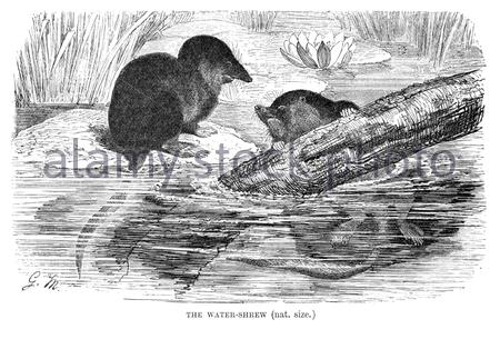 Wasserspitzmaus, Vintage Illustration von 1893 Stockfoto