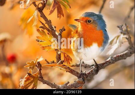 Nahaufnahme eines erstaunlichen niedlichen Rotkehlchen Vogel thront auf Ein herbstlicher Baumzweig Stockfoto