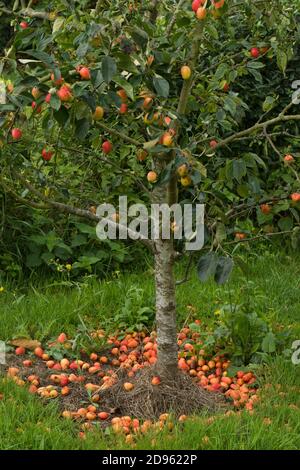 Windfall Krabbe Apfel Malus 'John Downie' kleine leuchtend rote Frucht um die Basis des Baumes nach einem Sturm, Berkshire, August Stockfoto