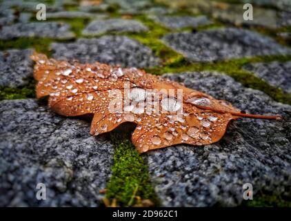 31. Oktober 2020, Teltow, Brandenburg, ein herbstfarbenes Eichenblatt mit großen Wassertröpfchen an der Oberfläche liegt auf einem mit Steinen gepflasterten Weg. Moos hat sich in den Gelenken gebildet. Weltweite Nutzung Stockfoto
