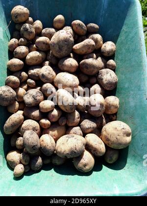 Frisch gegrabene Kara-Kartoffeln in einer Schubkarre Stockfoto