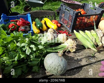 Präsentation von frisch gepflücktem Gemüse aus biologischem Anbau. Stockfoto