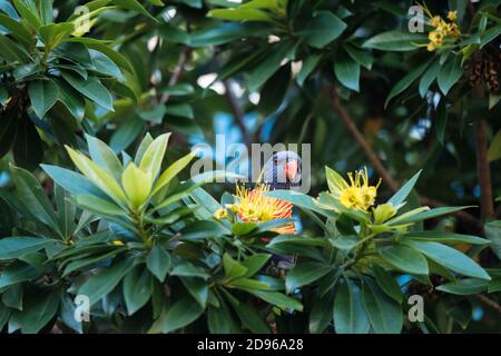 Australischer Regenbogen-Lorikeet (Trichoglossus moluccanus) In seinem natürlichen Lebensraum thront in einem blühenden Golden Penda Baum genießen die Aussicht von oben Stockfoto