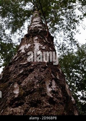 Vertikale Low-Angle-Aufnahme von Birke Stamm Stockfoto