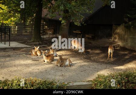 Die lechwe im Krakauer ZOO Park, Polen Stockfoto