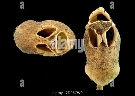 Antirrhinum majus, Snapdragon, Garten-Löwenmaul, Nahaufnahme, Früchte Stockfoto