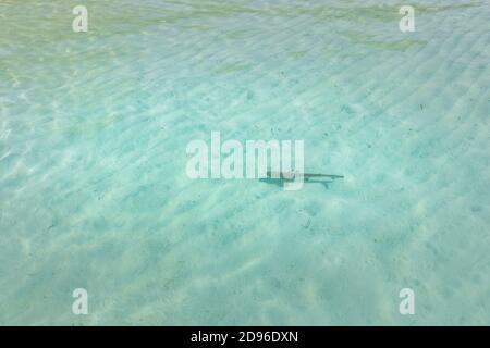 Schwarzspitzenriffhai im flachen Wasser. Stockfoto