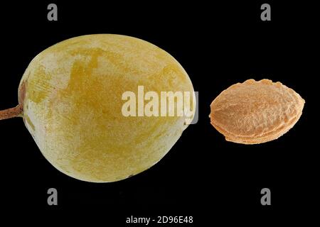 Prunus domestica ssp syriaca, Mirabelle-Pflaume, Mirabelle, Nahaufnahme, Frucht mit Stein (Grube) Stockfoto