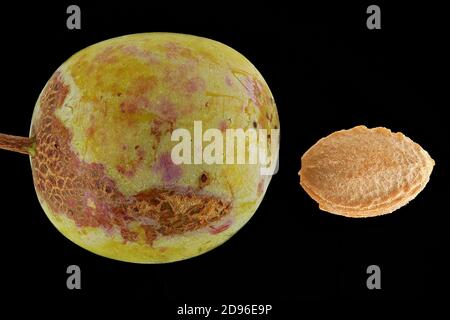 Prunus domestica ssp syriaca, Mirabelle-Pflaume, Mirabelle, Nahaufnahme, Frucht mit Stein (Grube) Stockfoto