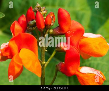 Phaseolus coccineus, auch bekannt als Runner Bean, Scarlet Runner Bean, oder Multiflora Bohne, ist ein Mitglied der Familie der Hülsenfrüchte Pflanzen Stockfoto