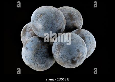 Prunus spinosa, Blackthorn, Sloe, Schlehdorn, Schwarzdorn, Nahaufnahme, Früchte Stockfoto