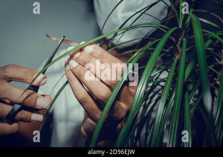 Nahaufnahme und selektiver Fokus auf ein braunes Blatt einer Pflanze namens Dracaena marginata. Schwarze Frau trägt Maske und schneidet die bräunenden Dracaena Blätter. Stockfoto