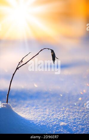 Junge Weide (Salix) Bäumchen im Schnee leuchtet durch die niedrigen Winkel Sonne. Selektiver Fokus und flache Tiefenschärfe. Stockfoto