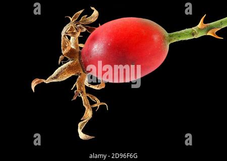 Rosa canina, Hundrose, Hagebutte, Nahaufnahme, Frucht Stockfoto