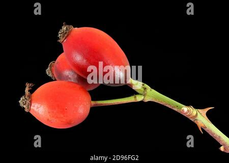 Rosa canina, Hundrose, Hagebutte, Nahaufnahme, Früchte Stockfoto