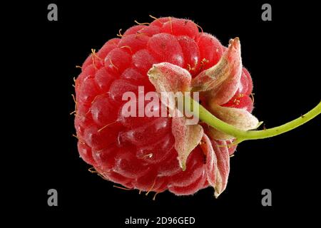 Rubus idaeus, Himbeere, Himbeere, Nahaufnahme, Frucht, Beere Stockfoto