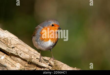Europäischer Robin, Erithacus rubecula, Erwachsener auf einem Zweig. Stockfoto