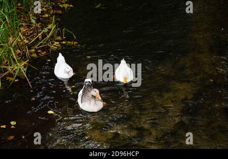 Einheimische Gänse (Anser anser domesticus oder Anser cygnoides domesticus, zwei getrennte Arten) sind domestiziert Graugänse, die im Herbst im Fluss schwimmen Stockfoto