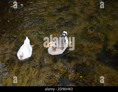 Einheimische Gänse (Anser anser domesticus oder Anser cygnoides domesticus, zwei getrennte Arten) sind domestiziert Graugänse, die im Herbst im Fluss schwimmen Stockfoto