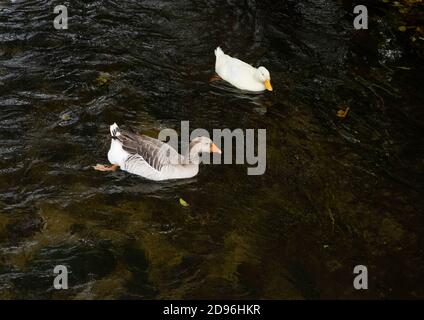 Einheimische Gänse (Anser anser domesticus oder Anser cygnoides domesticus, zwei getrennte Arten) sind domestiziert Graugänse, die im Herbst im Fluss schwimmen Stockfoto