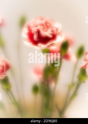 Nahaufnahme mit sanftem Fokus von rosa und weißen bicolor Nelkenblumen vor einem weichen rosa Hintergrund. Stockfoto