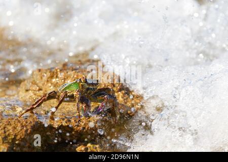 Green Rock Crab Nahaufnahme Vorderansicht. Great Barrier Reef, Queensland, Australien Stockfoto