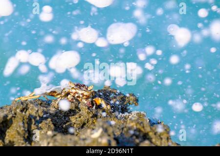 Felskrabbe am Rand der Klippe an einem Strand. Sansibar, Tansania, Afrika. Stockfoto