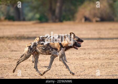 Zwei afrikanische Wildhunde, Lycaon pictus, gehen von links nach rechts. South Luangwa National Park, Sambia, Afrika. Stockfoto