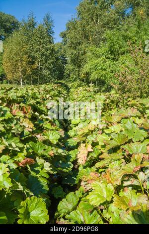 Indische Rhabarber- oder Ubrella-Pflanze (Darmera peltata), Leominster Herefordshire, Großbritannien. September 2020 Stockfoto