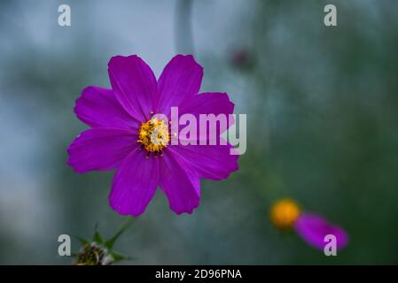 Garten Kosmos bipinnatus schöne lila Cosmos Blume im Garten. Violette Blumen Bilder. Cosmos bipinnatus, allgemein als Garten-Kosmos Stockfoto