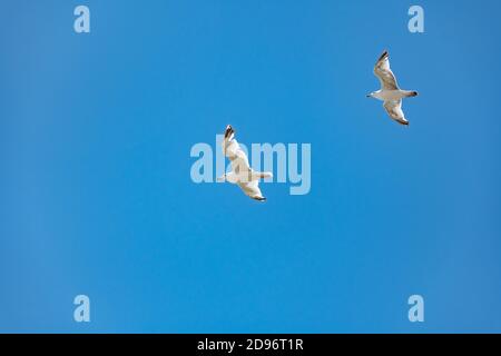 Ein paar schöne Schwarzkopf-Möwen im Flug mit ausgebreiteten Flügeln Auf dem blauen Himmel Hintergrund Stockfoto