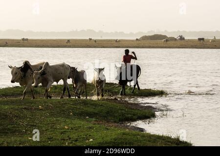 Tägliche Aktivitäten am Flussufer, Niger Fluss, Segou, Mali Stockfoto