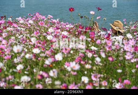 Guangzhou, Chinas Provinz Guangdong. November 2020. Ein Tourist fotografiert inmitten von kosmischen Blumen im Haizhu Wetland Park in Guangzhou, der Hauptstadt der südchinesischen Provinz Guangdong, am 3. November 2020. Quelle: Liu Dawei/Xinhua/Alamy Live News Stockfoto