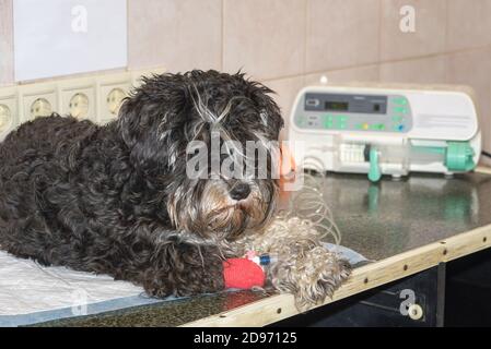 Hund liegt auf dem Tisch in der Tierarztklinik mit einem Katheter in der Pfote für Bluttransfusion, und leeres Papiernotizblatt an der Wand mit Kopierraum Stockfoto