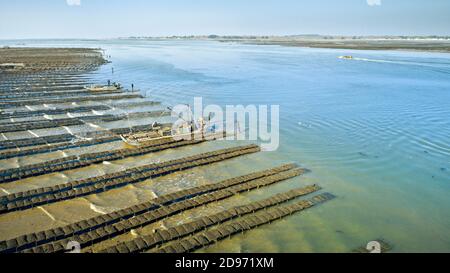 Damgan (Bretagne, Nordwestfrankreich): Luftaufnahme von Austernbeeten. Austernzüchter und Austernaufwuchs auf der Halbinsel Rhuys Stockfoto