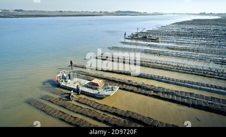 Damgan (Bretagne, Nordwestfrankreich): Luftaufnahme von Austernbeeten. Austernzüchter und Austernaufwuchs auf der Halbinsel Rhuys Stockfoto