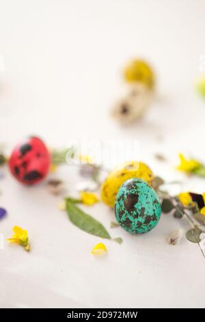 Bunte Wachteleier Osterkarte mit Kopierplatz Stockfoto