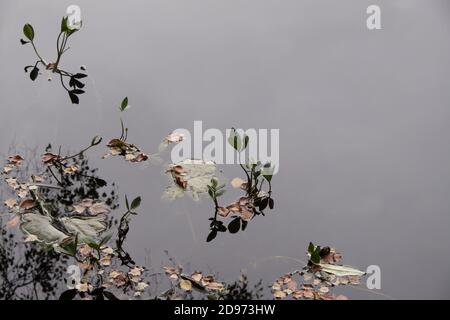 Abgefallene Blätter in ruhigem Wasser Stockfoto